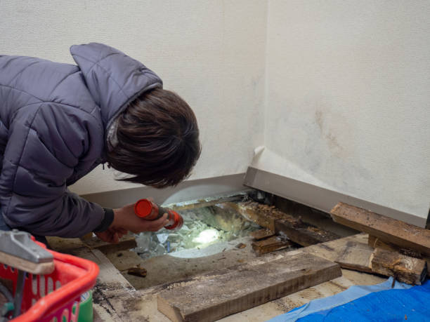 Best Asbestos and Lead Testing During Mold Inspection  in Homer, GA