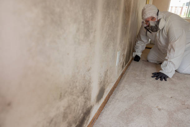 Best Mold Removal for HVAC Installations  in Homer, GA